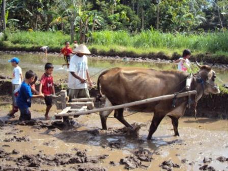 PENGOLAHAN LAHAN PERTANIAN