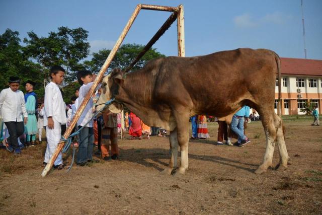 IDUL ADHA DI TK DAN SD MODEL TAHUN 2015