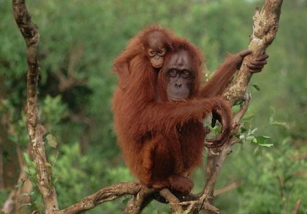 OUTING TEMA BINATANG